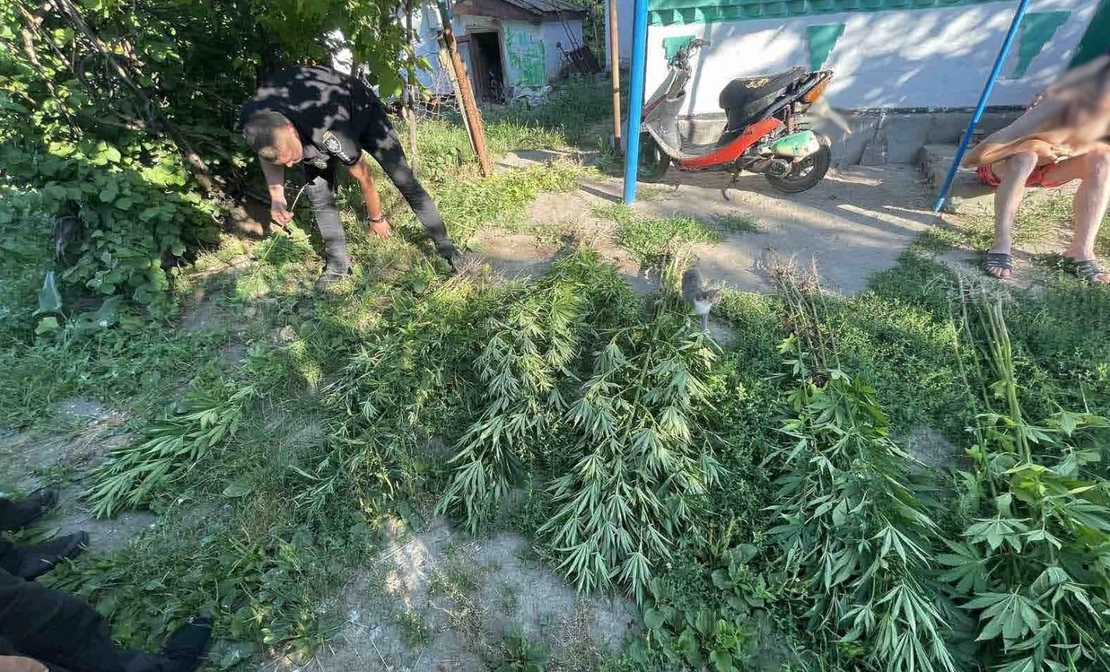 Поліцейські вилучили у смілянки кущі коноплі, зразки якої передадуть на експертизу
