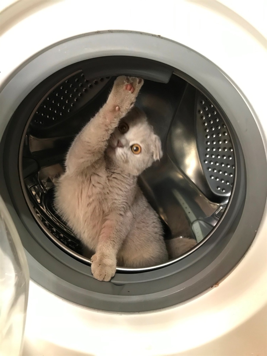 Булочка
